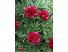 paeonia_rubra_plena 145�.jpg