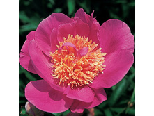 paeonia_tom_eckhardt 176�.jpg