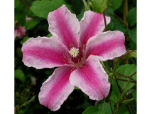 carnaby 152�.jpg