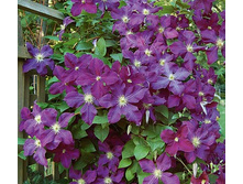 etoile_violette 152�.jpg
