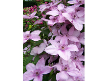 hagley_hybrid 152�.jpg