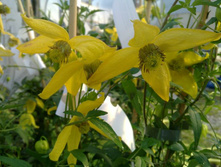 helios_gt_p7 140�.jpg