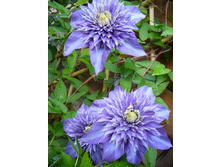 multi_blue 145�.jpg