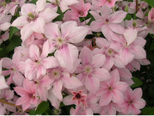 pink_fantasy 145�.jpg