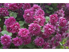 purpurea_plena_elegans 145�.jpg