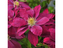 red_star_2 189�.jpg