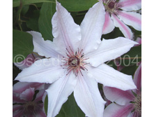 snow_queen 145�.jpg