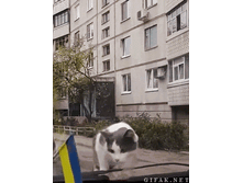 ����.gif