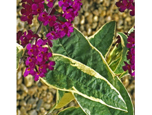 Buddlej_Davida_Arlekin.jpg