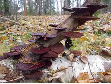 DSCN3652.JPG