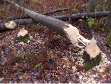 DSCN3770.JPG