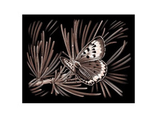PPCF43 ���� 217�