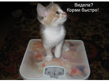 7301710.----Kormi_bistro-.jpg