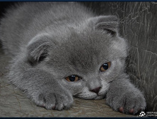 1233271562_murr.jpg