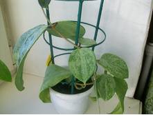 Hoya balaensis splash.JPG