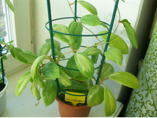 Hoya Moonshedoy.JPG