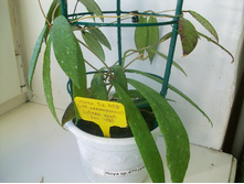 Hoya parangensis silver spot-1.JPG
