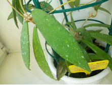 Hoya parangensis silver spot-2.JPG