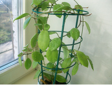 HOYA VITELLINOIDES splash.JPG