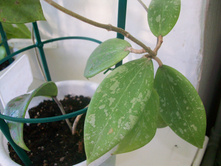 Hoya wibergiae.JPG