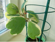 KERRII VARIEGATA (A) ����� ����.JPG