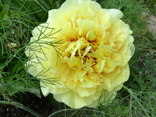 Garden Treasure