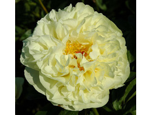 Lemon Chiffon