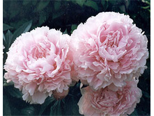 Sarah Bernhardt