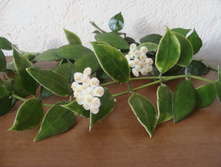 LACUNOSA 