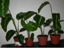 DSCN8197.JPG
