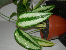 DSCN8204.JPG