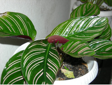 DSCN8205.JPG