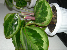 DSCN8206.JPG