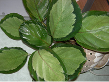 DSCN8207.JPG