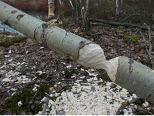 DSCN4195.JPG