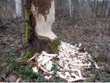DSCN4208.JPG
