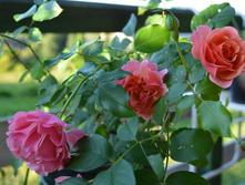 DSC_0024.jpg