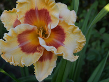 DSC_0067.jpg