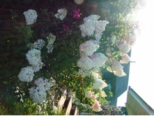 DSC07647.jpg