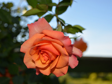 DSC_0011.jpg