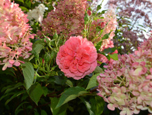 DSC_0042.jpg