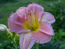 DSC_0062.jpg