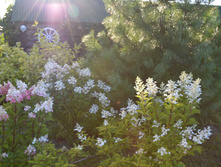 DSC_0079.jpg