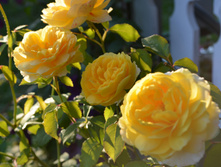 DSC_0211.jpg