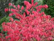 DSC_0334.jpg