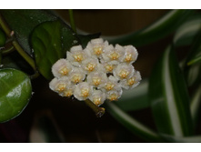 LACUNOSA