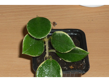 AUSTRALIS VARIEGATA  ����� ����   