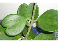 KERII VARIEGATA (1)�����- ������� �����