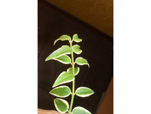 bella (albomarginate leaf form) (����� ���� �����)