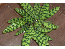 Calathea lancifolia ������� ��������������